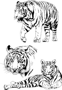 vektör çizimleri çizimler farklı yırtıcı hayvan, kaplan aslan çita ve leopar mürekkep el tarafından nesneleri arka plan ile çizilir