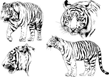 vektör çizimleri çizimler farklı yırtıcı hayvan, kaplan aslan çita ve leopar mürekkep el tarafından nesneleri arka plan ile çizilir