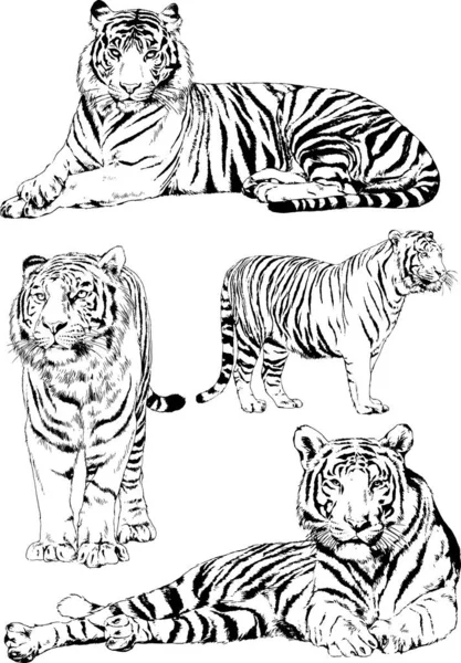 Set Vector Drawings Theme Predators Tigers Drawn Hand Ink Tattoo — Stock Vector