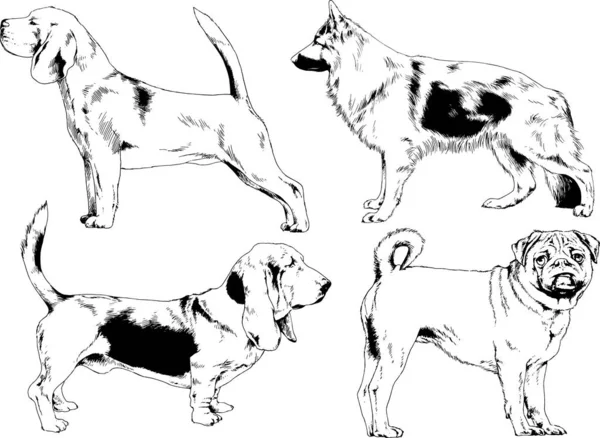 Dibujos Vectoriales Bocetos Pedigrí Perros Los Bastidores Dibujados Tinta Mano — Archivo Imágenes Vectoriales