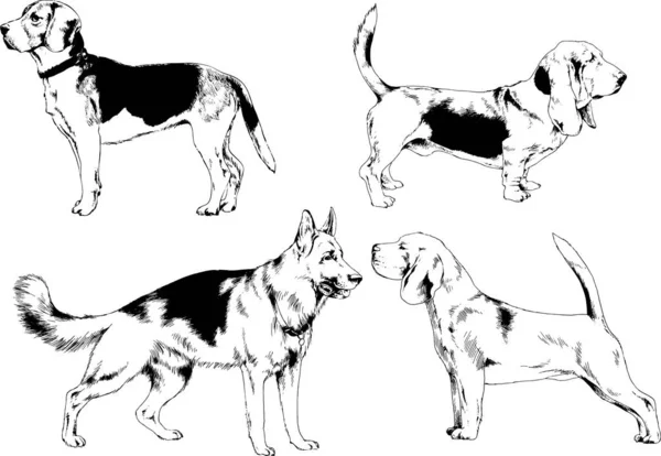 Dibujos Vectoriales Bocetos Pedigrí Perros Los Bastidores Dibujados Tinta Mano — Vector de stock