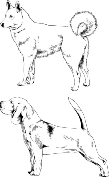 Desenhos Vetoriais Esboça Cães Pedigree Nas Prateleiras Desenhadas Tinta Mão —  Vetores de Stock