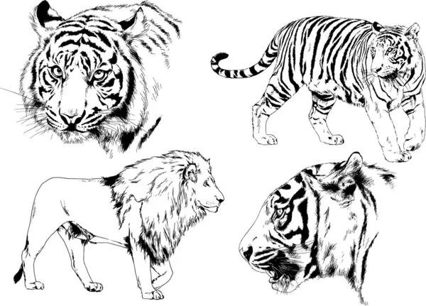 Vector Drawings Sketches Different Predator Tigers Lions Cheetahs Leopards Drawn — Stock Vector