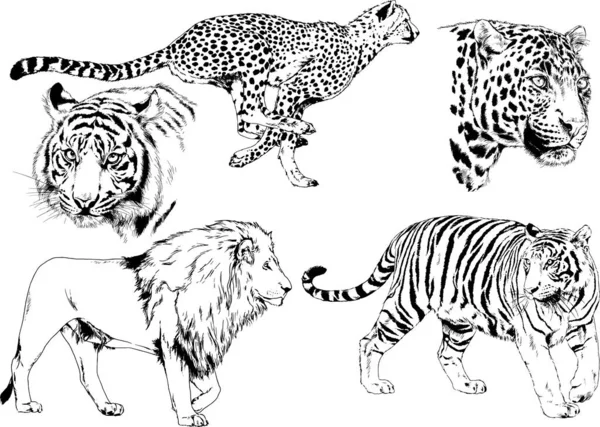 Dessins Vectoriels Esquisse Différents Prédateurs Tigres Lions Guépards Léopards Sont — Image vectorielle