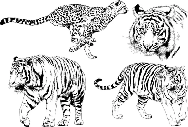 Vector Drawings Sketches Different Predator Tigers Lions Cheetahs Leopards Drawn — Stock Vector