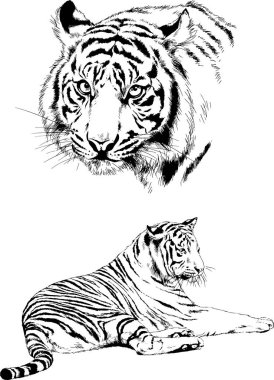 vektör çizimleri çizimler farklı yırtıcı hayvan, kaplan aslan çita ve leopar mürekkep el tarafından nesneleri arka plan ile çizilir