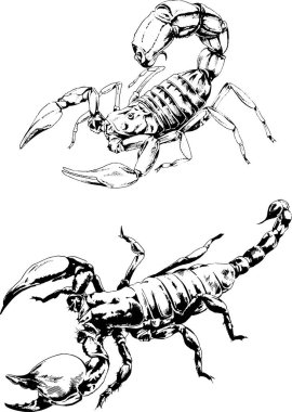Vektör çizimleri farklı böcekler çizer. Akrepler, mürekkeple çizilen örümcekler, arka planı olmayan nesneler.