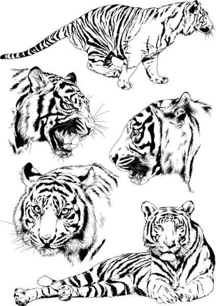 Dibujos Vectoriales Bocetos Diferentes Depredadores Tigres Leones Guepardos Leopardos Dibujan — Vector de stock