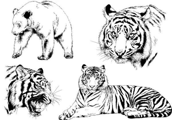 Dessins Vectoriels Esquisse Différents Prédateurs Tigres Lions Guépards Léopards Sont — Image vectorielle