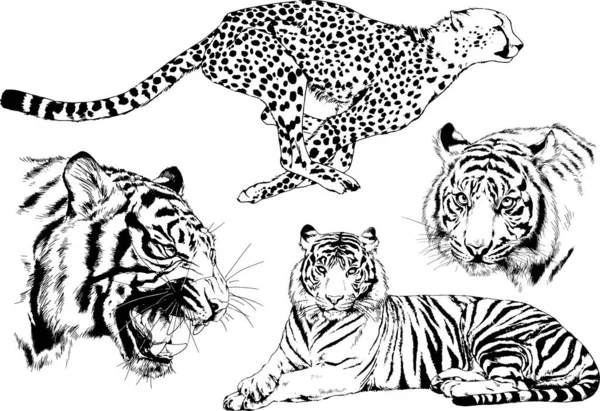 Dessins Vectoriels Esquisse Différents Prédateurs Tigres Lions Guépards Léopards Sont — Image vectorielle