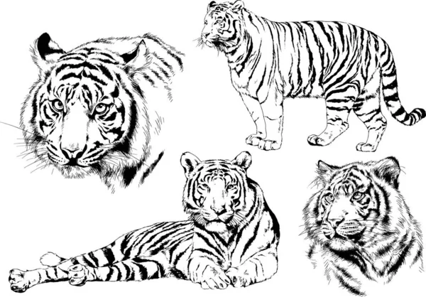 Dibujos Vectoriales Bocetos Diferentes Depredadores Tigres Leones Guepardos Leopardos Dibujan — Vector de stock