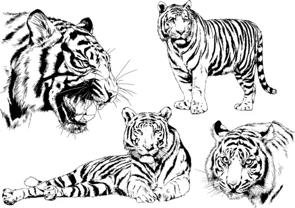 Vector Drawings Sketches Different Predator Tigers Lions Cheetahs Leopards Drawn — Stock Vector