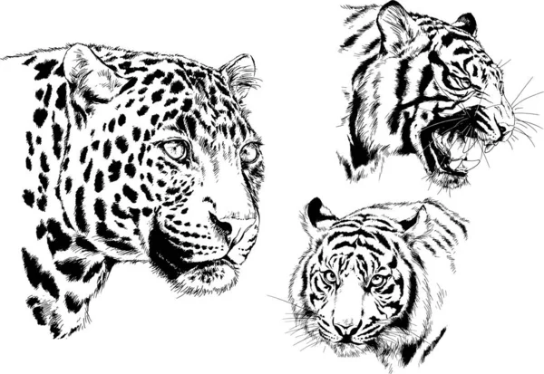 Dibujos Vectoriales Bocetos Diferentes Depredadores Tigres Leones Guepardos Leopardos Dibujan — Vector de stock