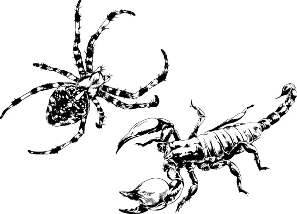 Rysunki Wektorowe Szkice Różne Owady Błędy Skorpiony Pająki Narysowane Atramentem — Wektor stockowy