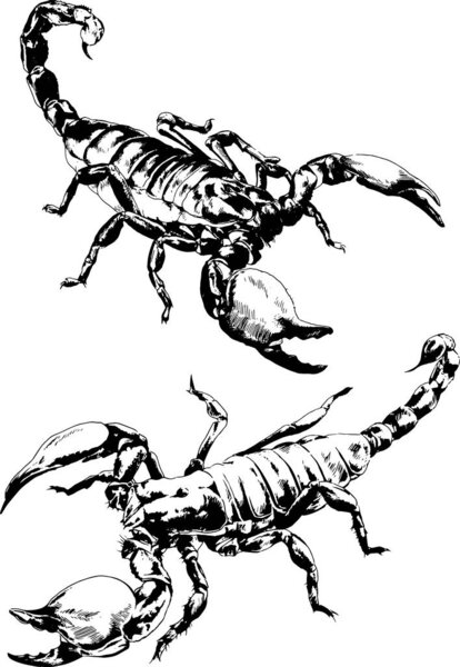векторные рисунки эскизы различных насекомых жуки Scorpions пауки нарисованы чернилами вручную, объекты без фона
