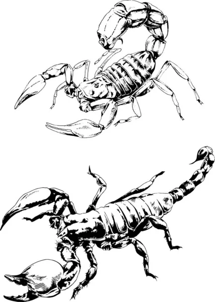 ベクトル図は異なる昆虫のバグをスケッチ手でインクで描かれたスコーピオンクモ 背景のないオブジェクト — ストックベクタ