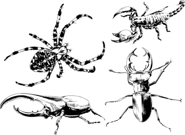 Desenhos Vetoriais Esboços Diferentes Insetos Insetos Escorpiões Aranhas Desenhadas Tinta — Vetor de Stock