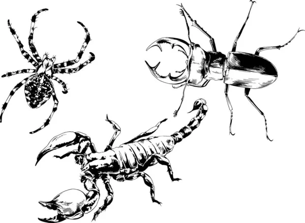 Desenhos Vetoriais Esboços Diferentes Insetos Insetos Escorpiões Aranhas Desenhadas Tinta —  Vetores de Stock