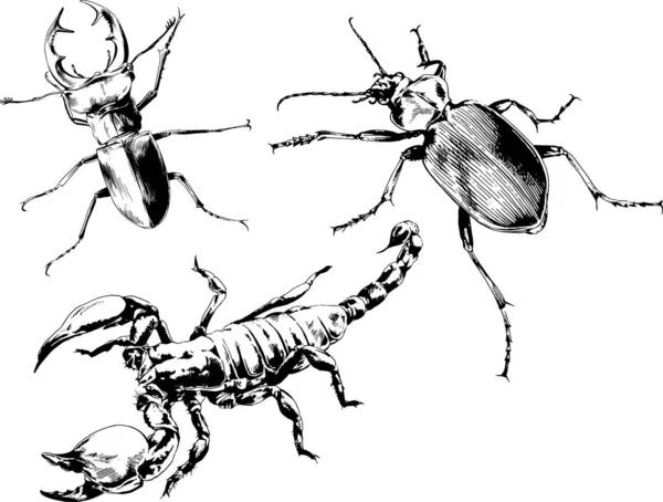 ベクトル図は異なる昆虫のバグをスケッチ手でインクで描かれたスコーピオンクモ 背景のないオブジェクト — ストックベクタ