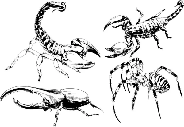 Dessins Vectoriels Esquisse Différents Insectes Insectes Scorpions Araignées Dessinées Encre — Image vectorielle