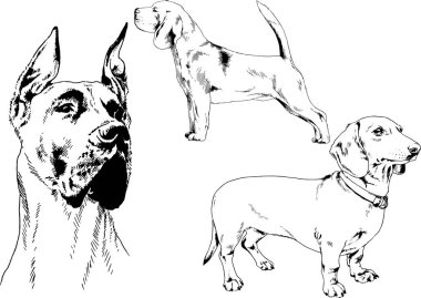 farklı doğurmak-in köpekler mürekkeple el ile arka plan ile seçili nesneleri çizilmiş vektör çizimler