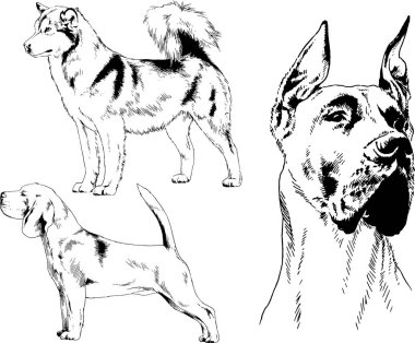 farklı doğurmak-in köpekler mürekkeple el ile arka plan ile seçili nesneleri çizilmiş vektör çizimler