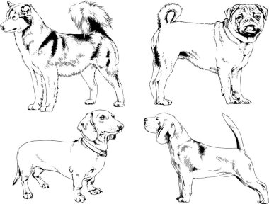 farklı doğurmak-in köpekler mürekkeple el ile arka plan ile seçili nesneleri çizilmiş vektör çizimler