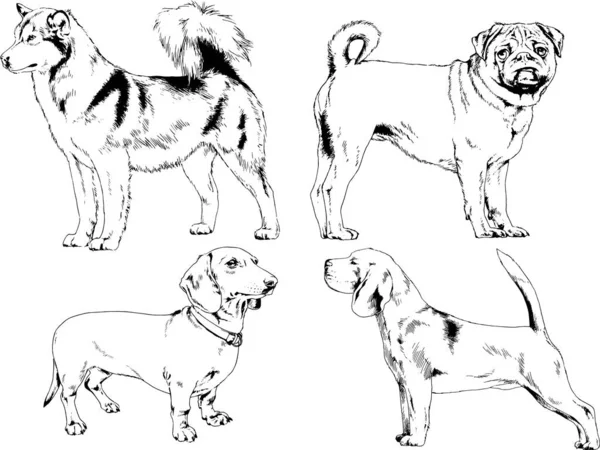 Bosquejos Vectoriales Diferentes Razas Perros Dibujados Tinta Mano Sin Fondo — Archivo Imágenes Vectoriales