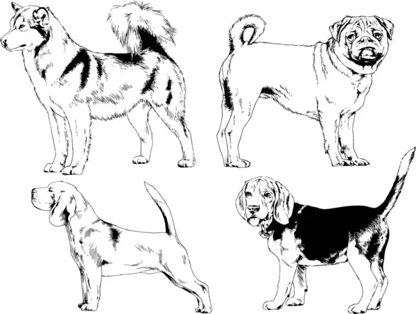 Bosquejos Vectoriales Diferentes Razas Perros Dibujados Tinta Mano Sin Fondo — Archivo Imágenes Vectoriales