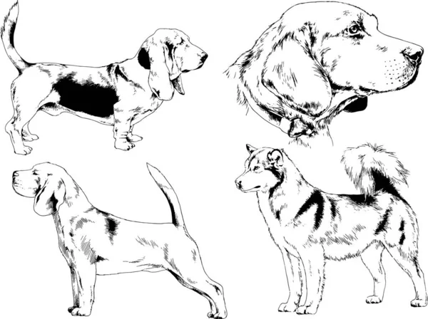 Bosquejos Vectoriales Diferentes Razas Perros Dibujados Tinta Mano Sin Fondo — Archivo Imágenes Vectoriales