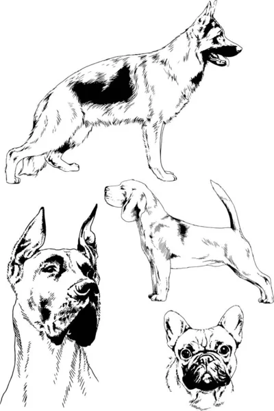 Esboços Vetoriais Raças Diferentes Cães Desenhados Tinta Mão Sem Fundo — Vetor de Stock