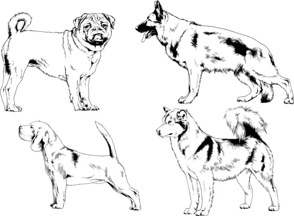 Bosquejos Vectoriales Diferentes Razas Perros Dibujados Tinta Mano Sin Fondo — Vector de stock