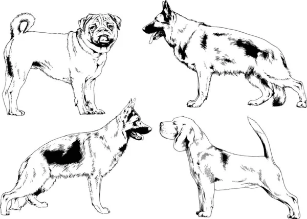 Croquis Vectoriels Différentes Races Chiens Dessinés Encre Main Sans Arrière — Image vectorielle