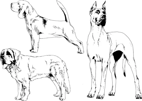 Esboços Vetoriais Raças Diferentes Cães Desenhados Tinta Mão Sem Fundo —  Vetores de Stock