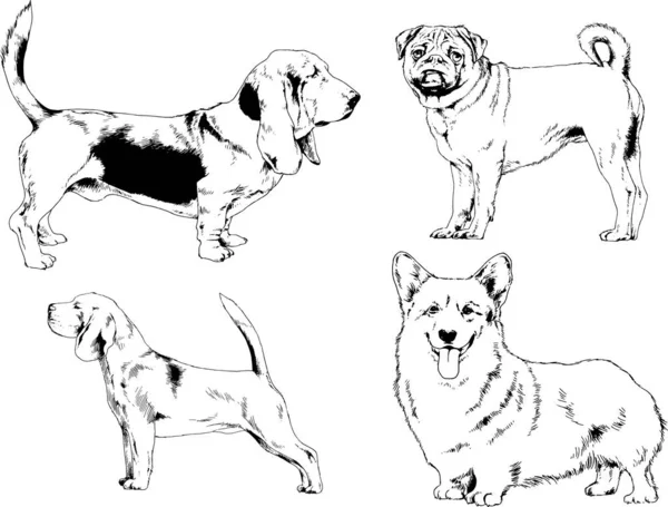 Croquis Vectoriels Différentes Races Chiens Dessinés Encre Main Sans Arrière — Image vectorielle