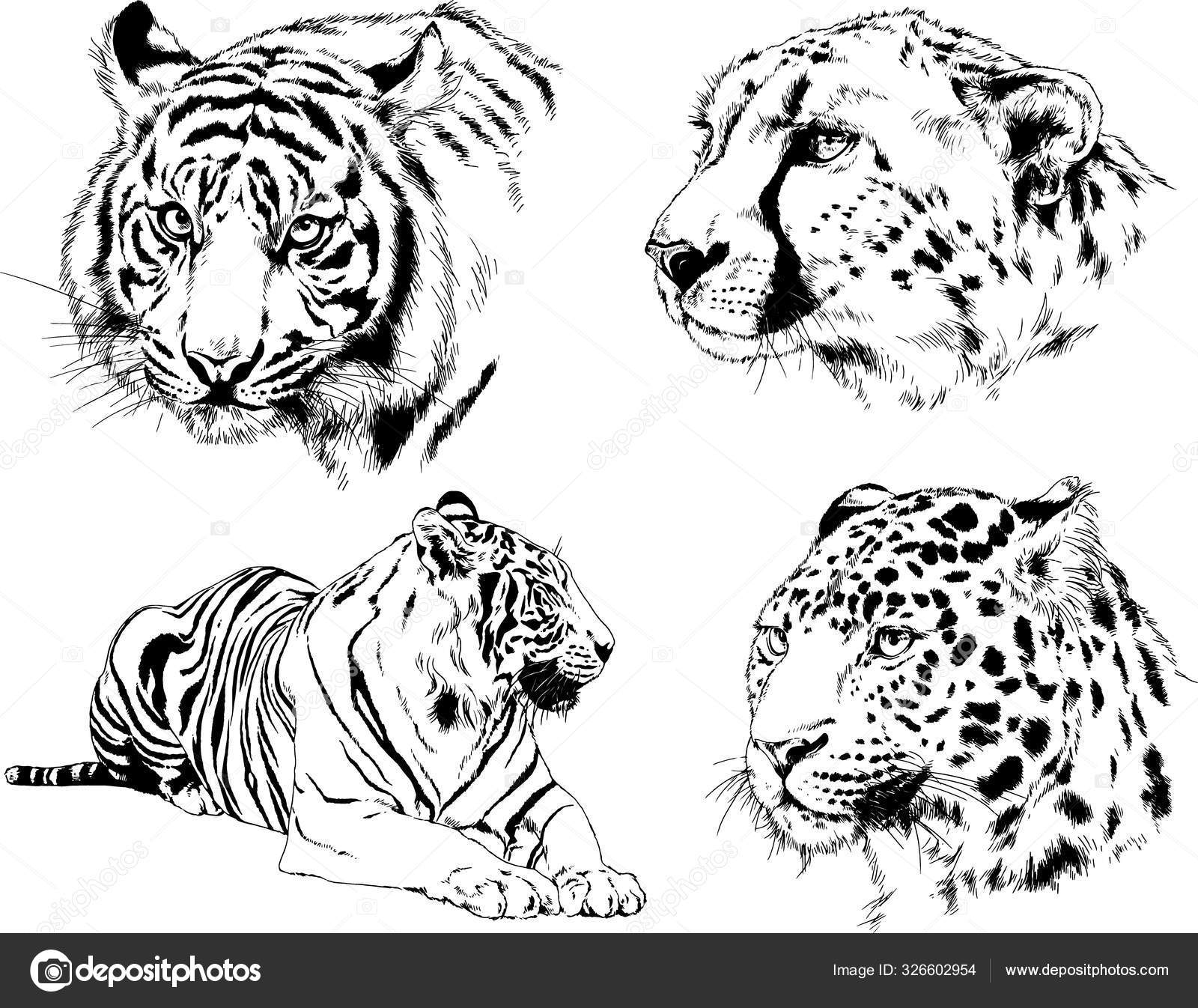 様々な動物や捕食者や草食動物のベクトル図や手描きのスケッチタトゥー ストックベクター C Evgo1977