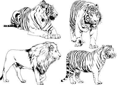 Çeşitli hayvanların vektör çizimleri, yırtıcılar ve otçullar, elle çizilmiş çizimler, dövmeler.