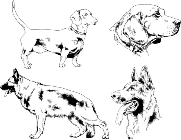 ベクター描画インクで手書きのラックの血統の犬をスケッチ 背景がないオブジェクト — ストックベクタ