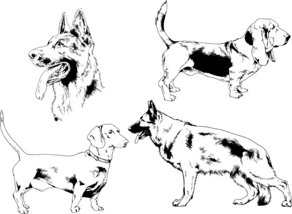 Desenhos Vetoriais Esboça Cães Pedigree Nas Prateleiras Desenhadas Tinta Mão —  Vetores de Stock