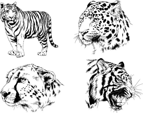 Jeu Dessins Vectoriels Divers Animaux Prédateurs Herbivores Croquis Dessinés Main — Image vectorielle