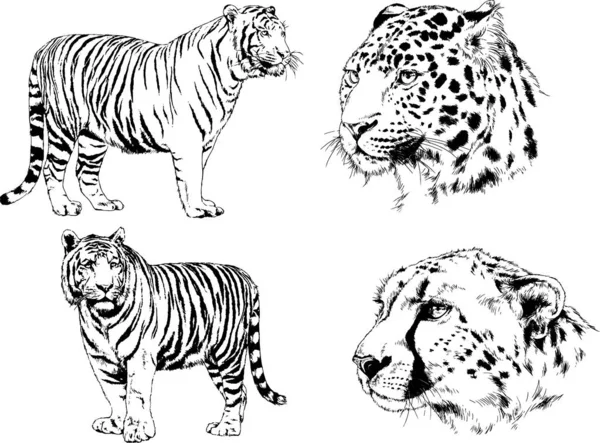 Set Vector Drawings Various Animals Predators Herbivores Hand Drawn Sketches — Stock Vector