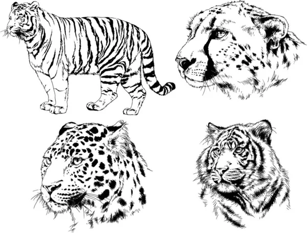 Conjunto Dibujos Vectoriales Varios Animales Depredadores Herbívoros Bocetos Dibujados Mano — Vector de stock