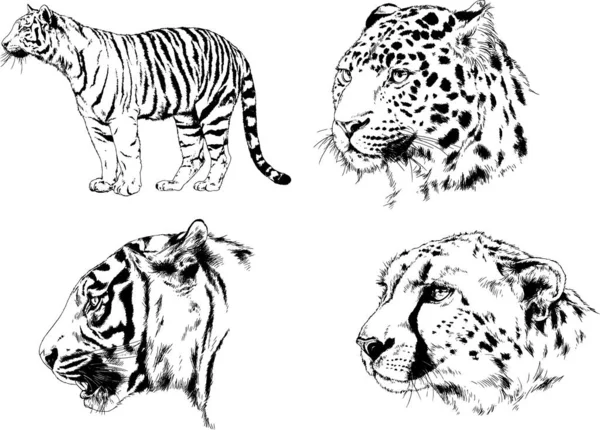 各种动物 掠食者和食草动物的一组矢量绘图 手绘草图 — 图库矢量图片