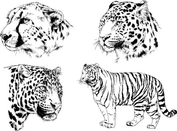 Jeu Dessins Vectoriels Divers Animaux Prédateurs Herbivores Croquis Dessinés Main — Image vectorielle