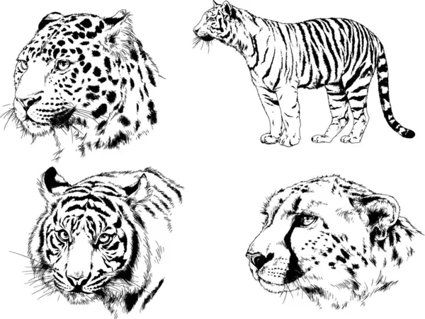 Conjunto Dibujos Vectoriales Varios Animales Depredadores Herbívoros Bocetos Dibujados Mano — Archivo Imágenes Vectoriales