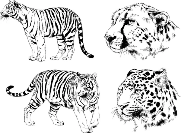 Conjunto Dibujos Vectoriales Varios Animales Depredadores Herbívoros Bocetos Dibujados Mano — Vector de stock