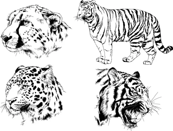 Conjunto Dibujos Vectoriales Varios Animales Depredadores Herbívoros Bocetos Dibujados Mano — Archivo Imágenes Vectoriales