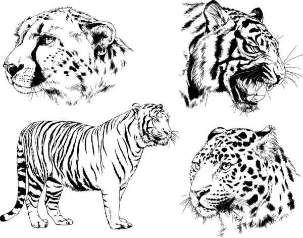 Набор Векторных Рисунков Различных Животных Хищников Травоядных Набросков Татуировок — стоковый вектор