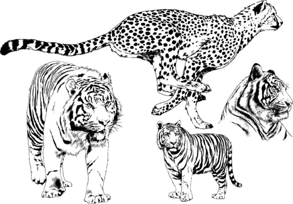 Conjunto Desenhos Vetoriais Vários Animais Predadores Herbívoros Esboços Desenhados Mão — Vetor de Stock