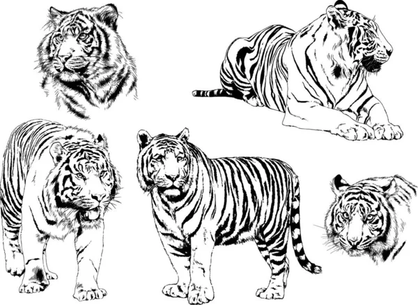 Çeşitli hayvanların vektör çizimleri, yırtıcılar ve otçullar, elle çizilmiş çizimler, dövmeler.